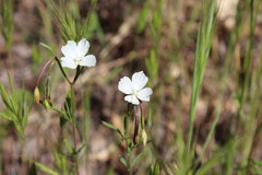 Clarkia epilobioides