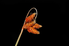 Fimbristylis ferruginea