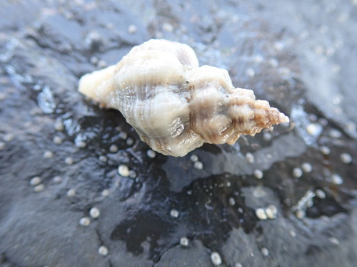 Ocinebrellus inornatus