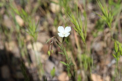 Clarkia epilobioides