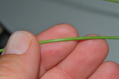 Fimbristylis ferruginea