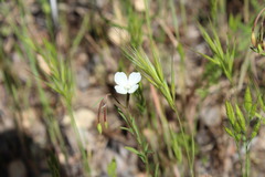 Clarkia epilobioides