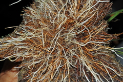 Fimbristylis ferruginea