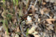 Clarkia epilobioides