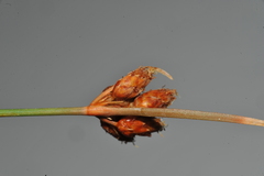 Fimbristylis ferruginea