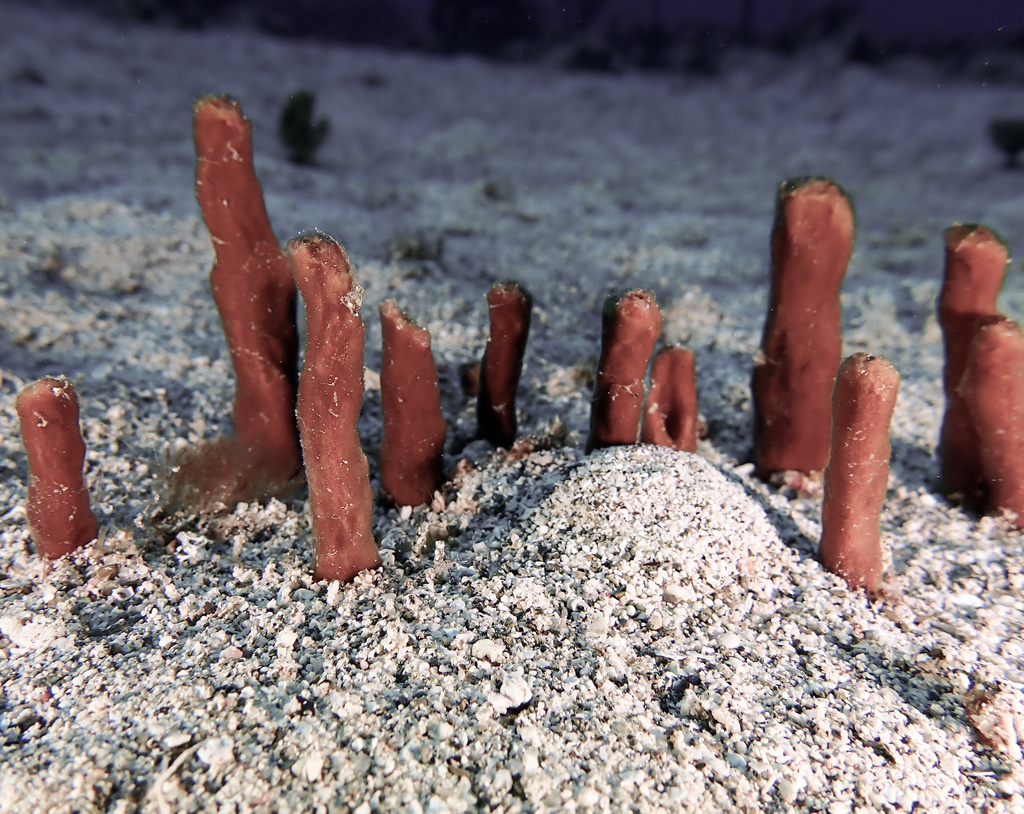 staghorn sponge