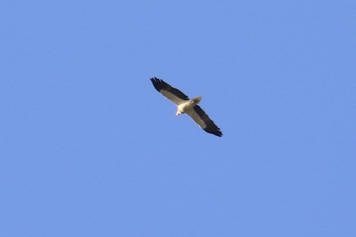 Alimoche común (Neophron percnopterus)
