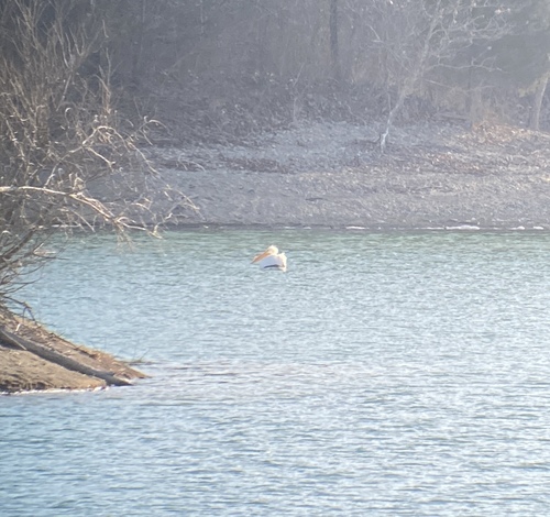 American White Pelican photographed in Ohio