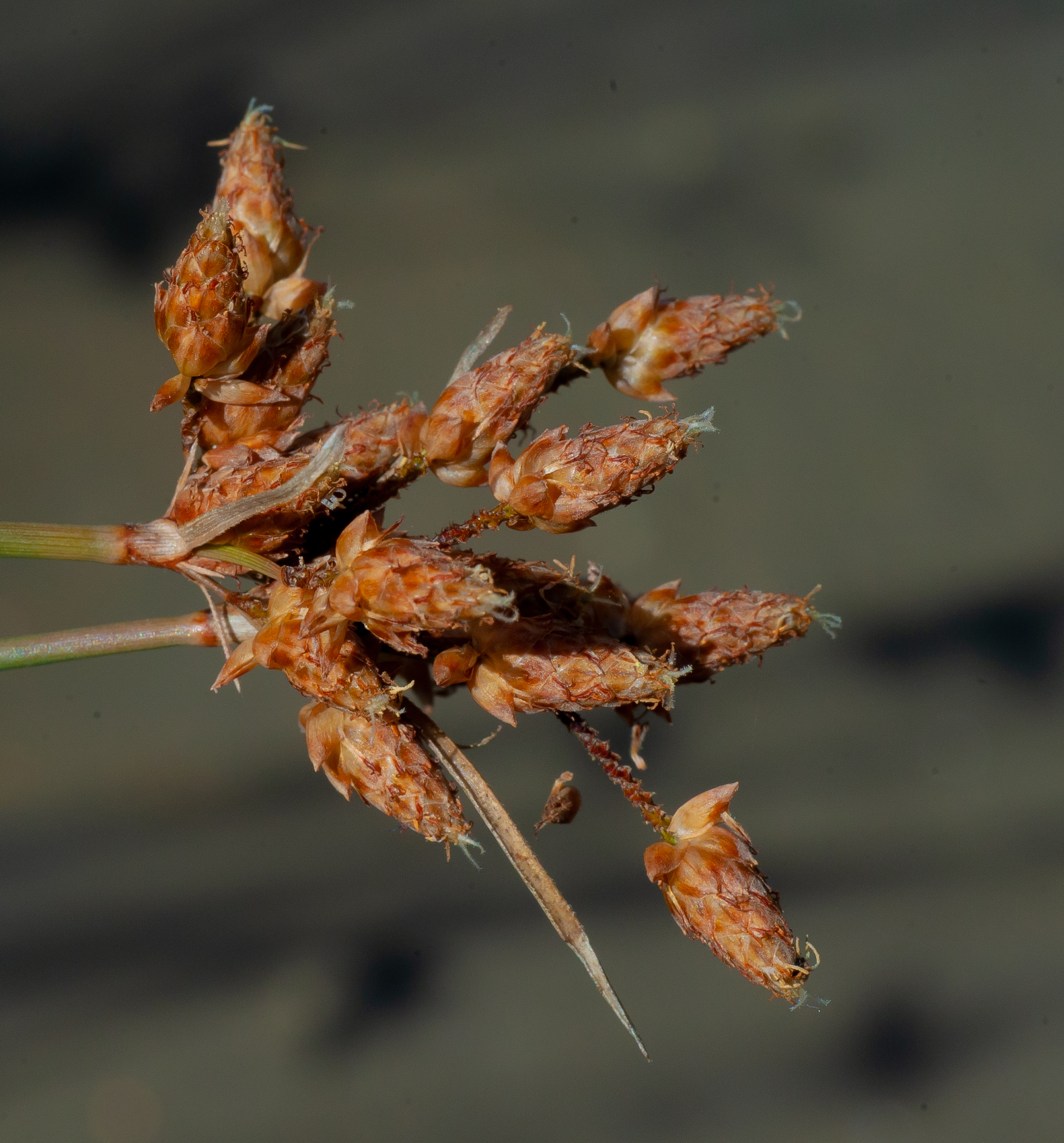 Fimbristylis ferruginea
