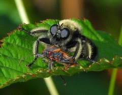 Laphria affinis
