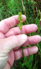Carex austrina