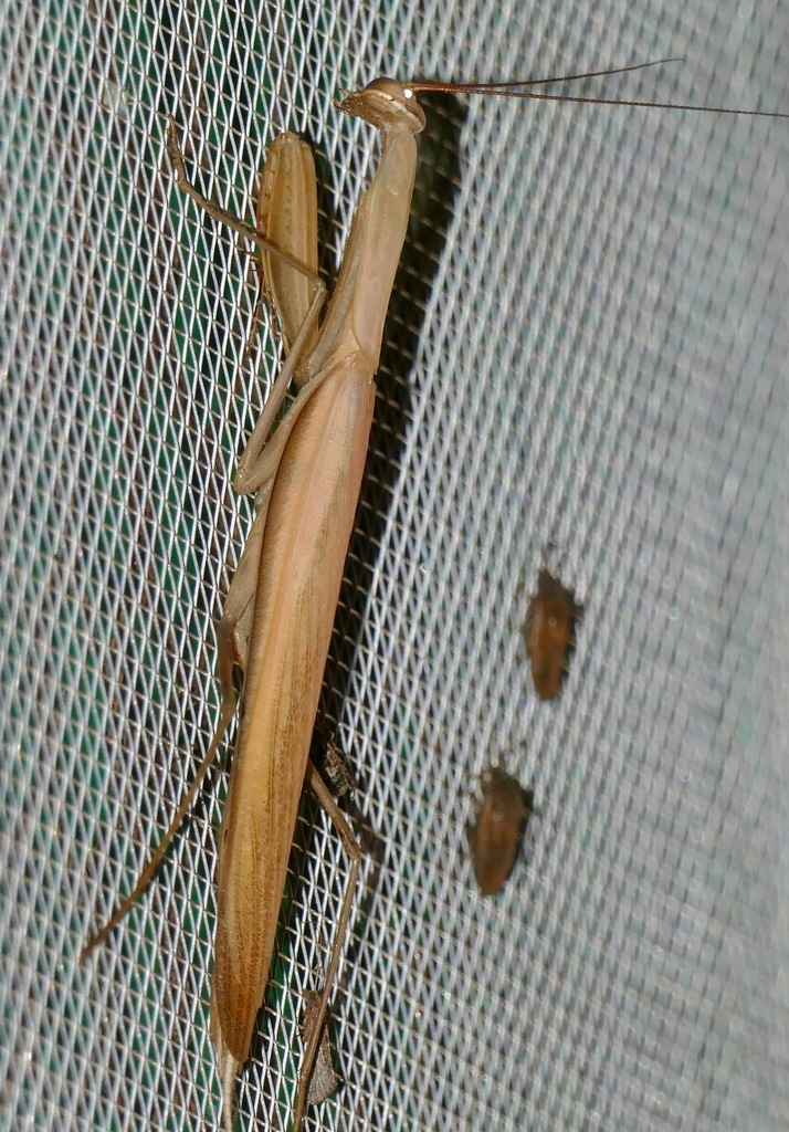 European mantis from lower sabie camp kruger np mpumalanga south