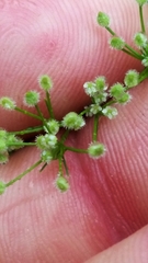 Spermolepis echinata