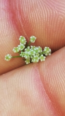 Spermolepis echinata