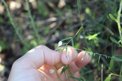 Vicia hassei