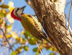 Xiphidiopicus percussus