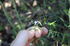 Vicia hassei