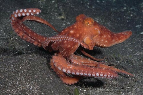 Night Octopuses