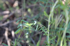 Vicia hassei
