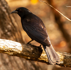 Ptiloxena atroviolacea
