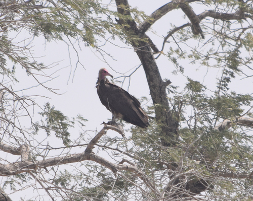 Hooded Vulture
