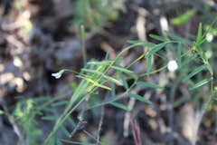 Vicia hassei