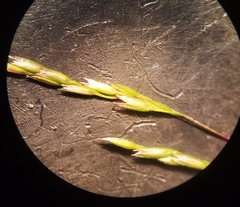Agrostis hyemalis