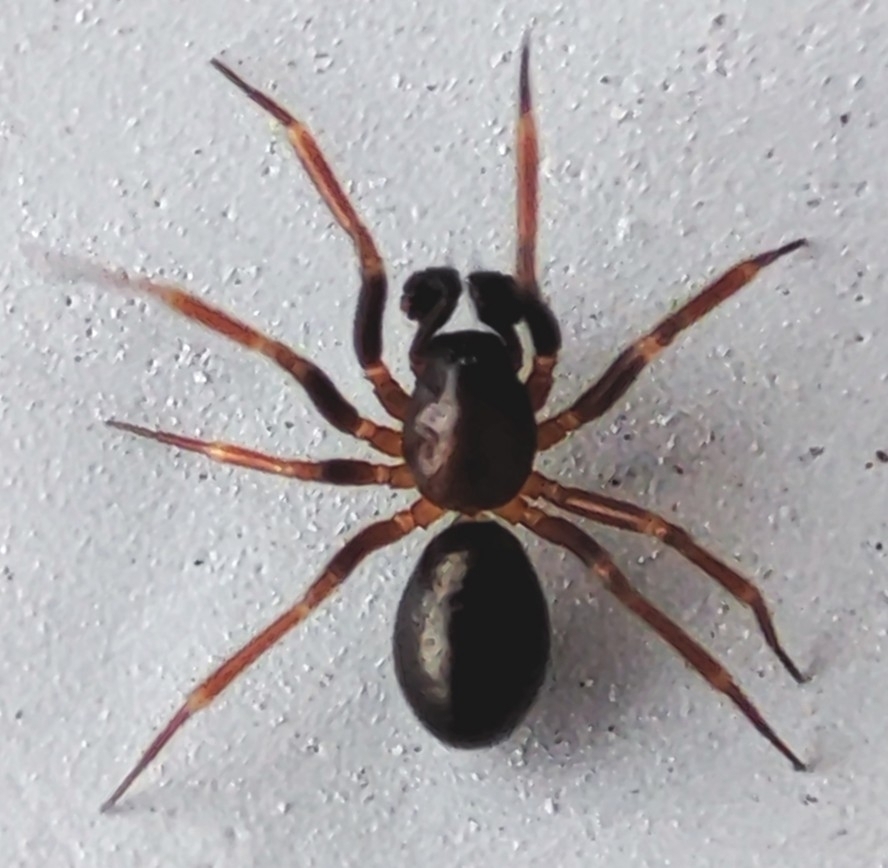 Web Weaver Insect Small Sheet-web Weaver from Zielona Góra, Polska on March 12, 2024 at ...