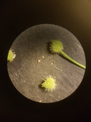 Spermolepis echinata