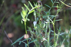 Vicia hassei