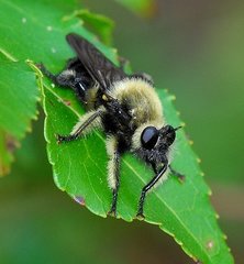 Laphria affinis