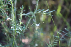 Vicia hassei