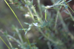 Vicia hassei