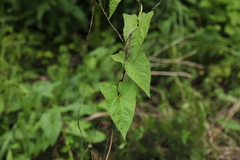 Calystegia sepium sepium