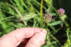Trifolium ciliolatum