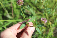 Trifolium ciliolatum
