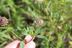 Trifolium ciliolatum