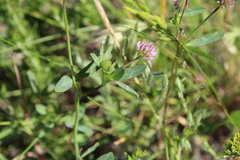 Trifolium ciliolatum