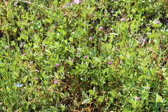 Trifolium ciliolatum