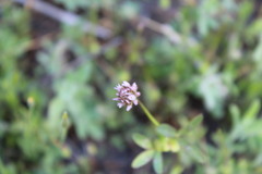 Trifolium ciliolatum