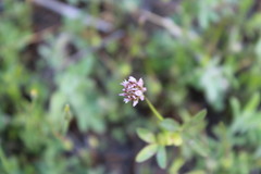 Trifolium ciliolatum