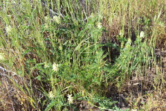 Astragalus pomonensis