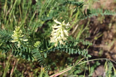 Astragalus pomonensis