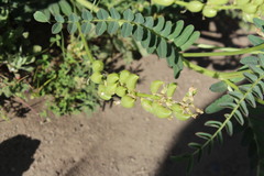 Astragalus pomonensis