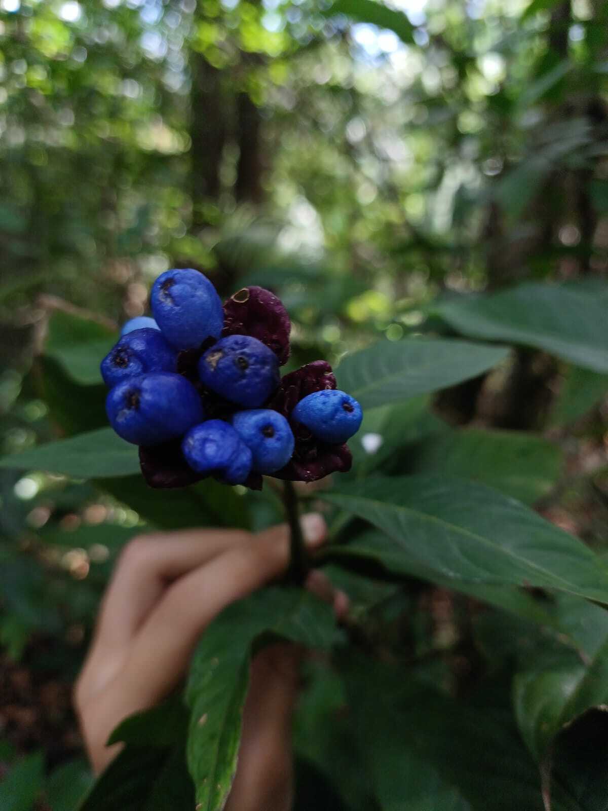 Palicourea colorata