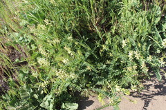 Astragalus pomonensis