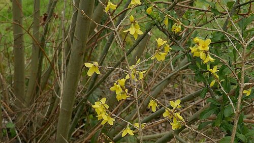 Image of Forsythia suspensa by no rights reserved