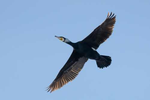 Grand Cormoran