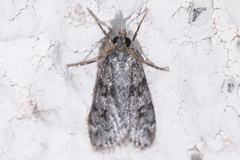 Scoparia palloralis