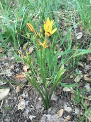 Triteleia ixioides ixioides